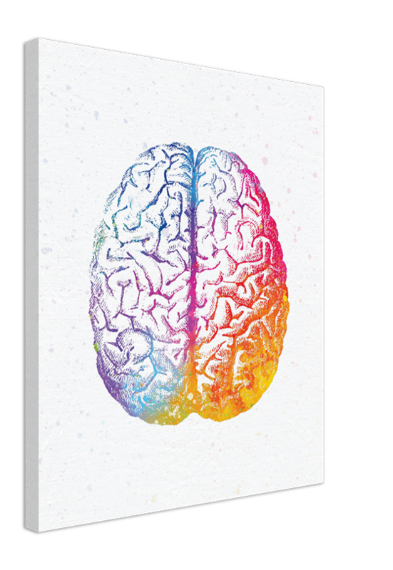Master Brain Anatomy With This Creative Art Project - ij935k7