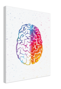 Half Watercolored Brain Anatomy Art