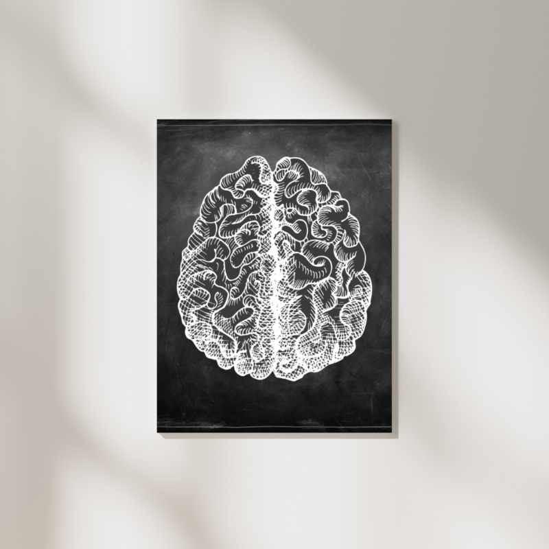 Master Brain Anatomy With This Creative Art Project - lo1hmg7